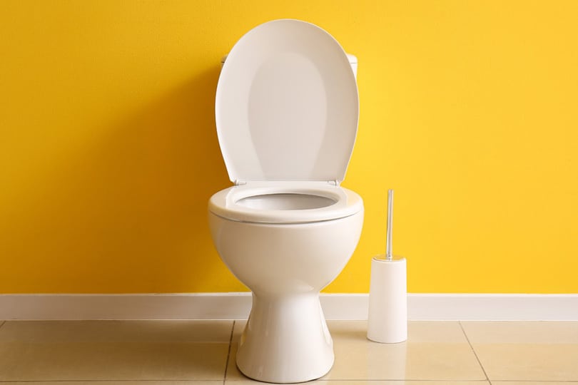 A toilet and cleaning brush in front of a yellow wall